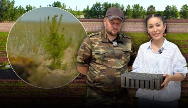 Halyk қоры Қазақстанның орман қорын қалай көбейтіп жатыр