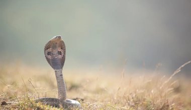 Ақтөбеде 16 жастағы жасөспірімді жылан шағып, жансақтау бөліміне түсті