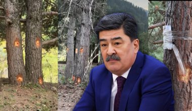"Қалай ғана көздеріңіз қиды?": Іле-Алатауында ағаштар оталғалы жатыр