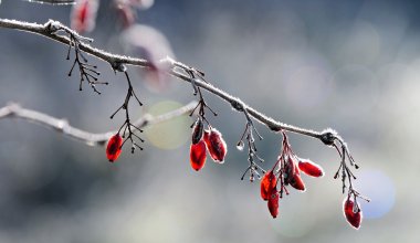 Күздің алғашқы күндері қырау түсіп, қар аралас жаңбыр жауады
