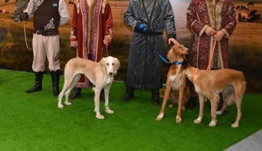 3 қыркүйекте елімізде Қазақ тазысы мен төбеті күні алғаш рет аталып өтіп жатыр