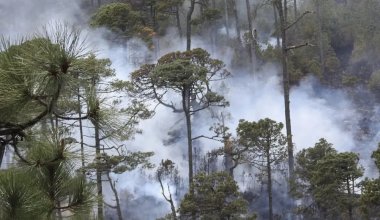 Елімізде бір күнде үш орман өрті тіркелді