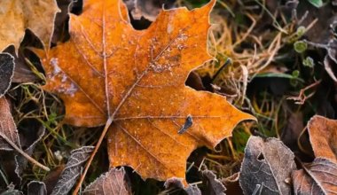 Үсік, көктайғақ, тұман: 7 қазанда ауа райы қандай болады
