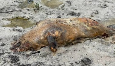 Маңғыстауда итбалықтар тағы да қырылып қалды: билік себебін анықтап жатыр