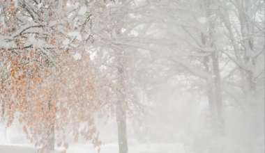 Қазақстанның бірқатар өңірінде алдағы күндері қалың қар жауады