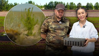 Halyk қоры Қазақстанның орман қорын қалай көбейтіп жатыр