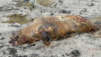 Маңғыстауда итбалықтар тағы да қырылып қалды: билік себебін анықтап жатыр