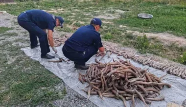 Жетісуда ақбөкен мүйізін заңсыз сақтағандар ұсталды